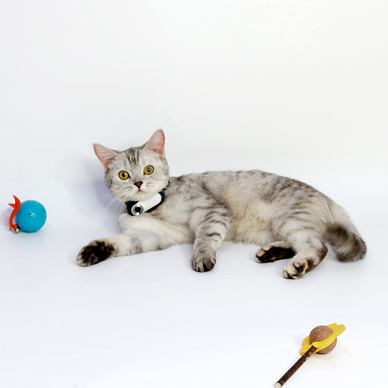 DUDU - Pet Camera Nylon Collar 64Gb - Image 8