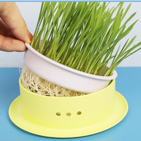 Cat Grass Box Cats Snack Tray Cats Grass Planting Box Sprouter Tray Yellow Base Gray Net